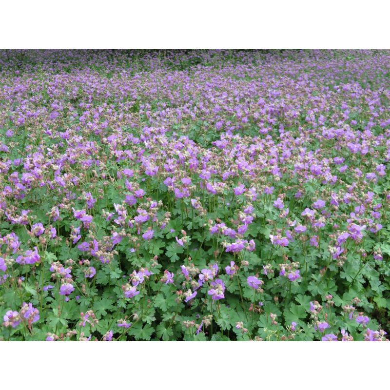 Geranium Cambridge - 6 stuks