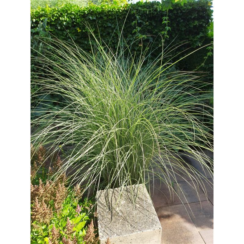 Miscanthus Morning Light - 6 stuks