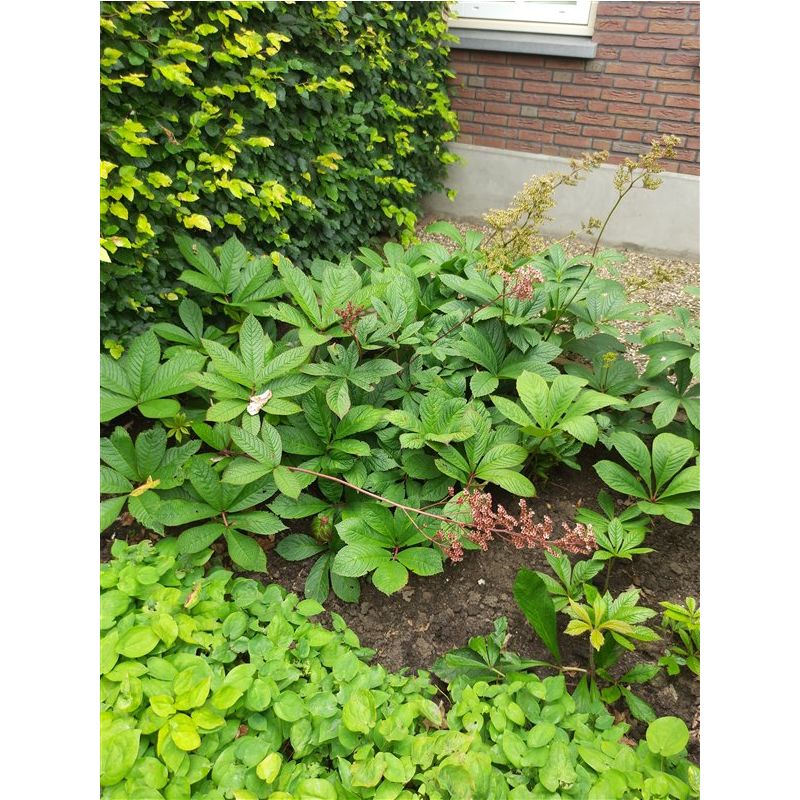 Rodgersia pinnata - 6 stuks