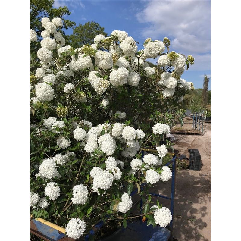 Viburnum Eskimo op stam