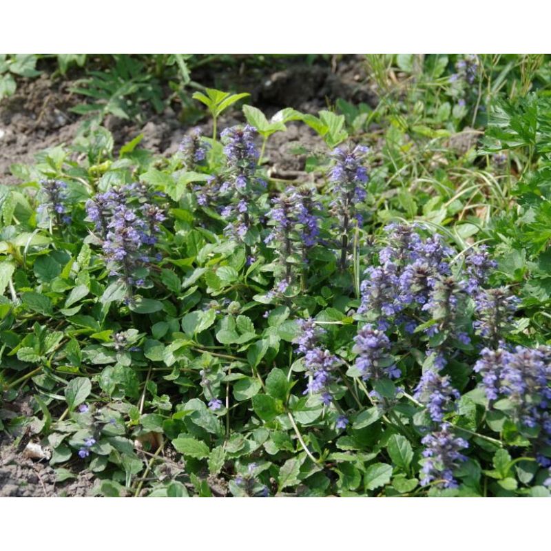 Ajuga reptans - 6 stuks