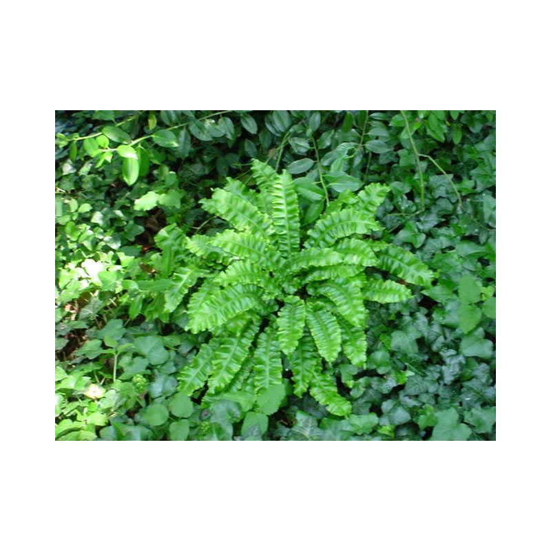 Asplenium Cristatum - 6 stuks