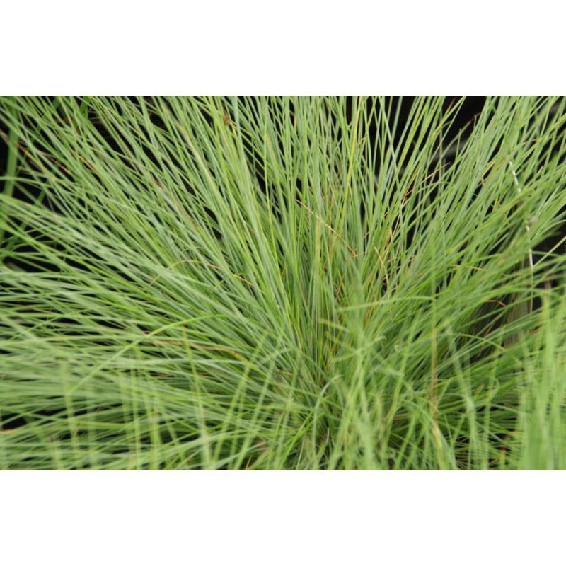 Festuca Golden Toupee - 6 stuks