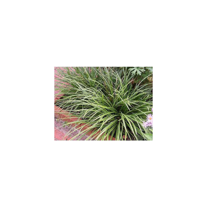 Carex Variegata - 6 stuks