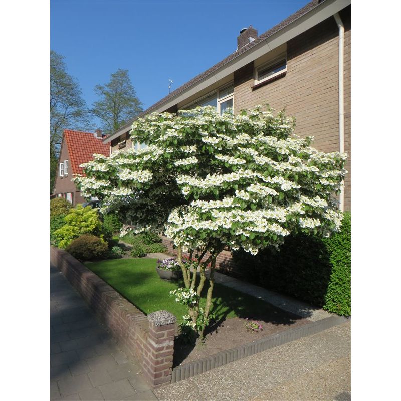 Viburnum Mariesii