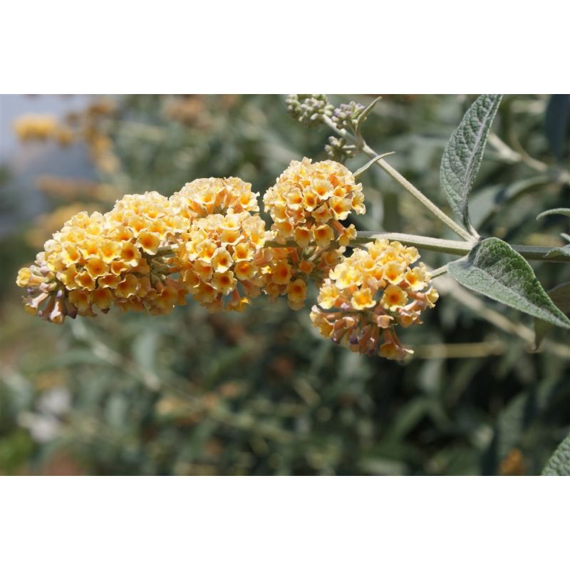 Buddleja Sungold