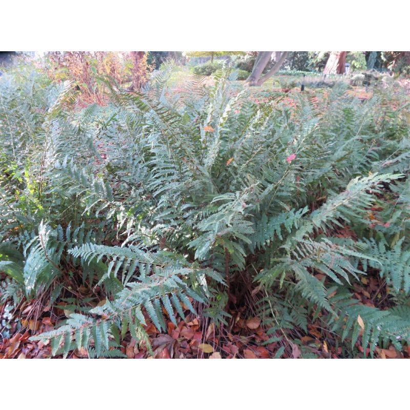 Dryopteris filix-mas - 6 stuks