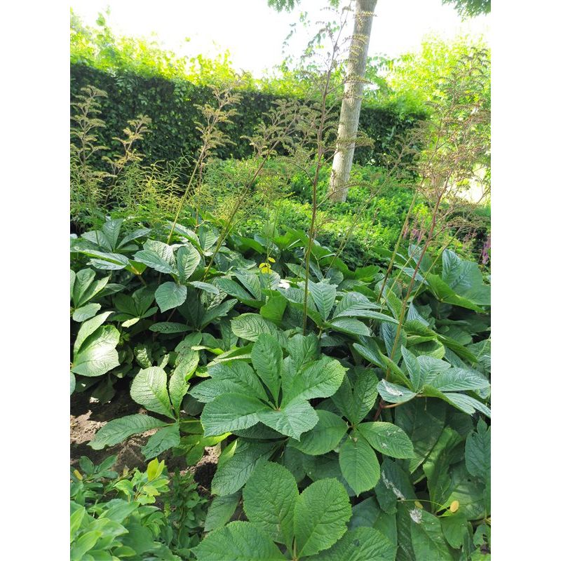 Rodgersia sambucifolia - 6 stuks