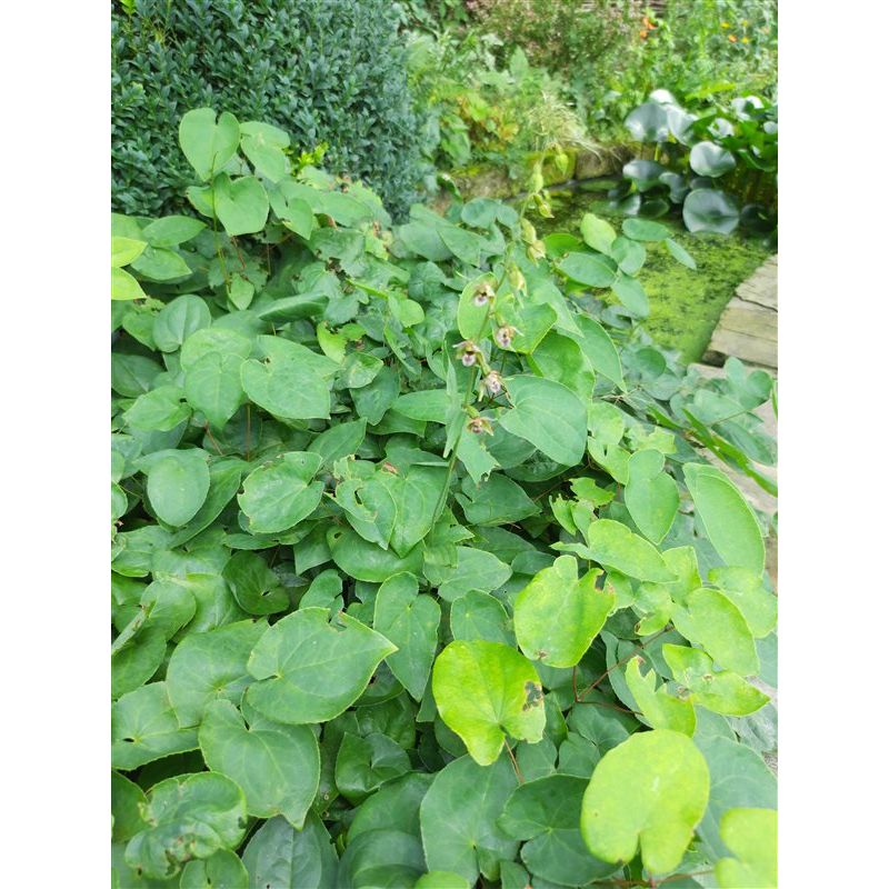 Epimedium Sulphureum - 6 stuks