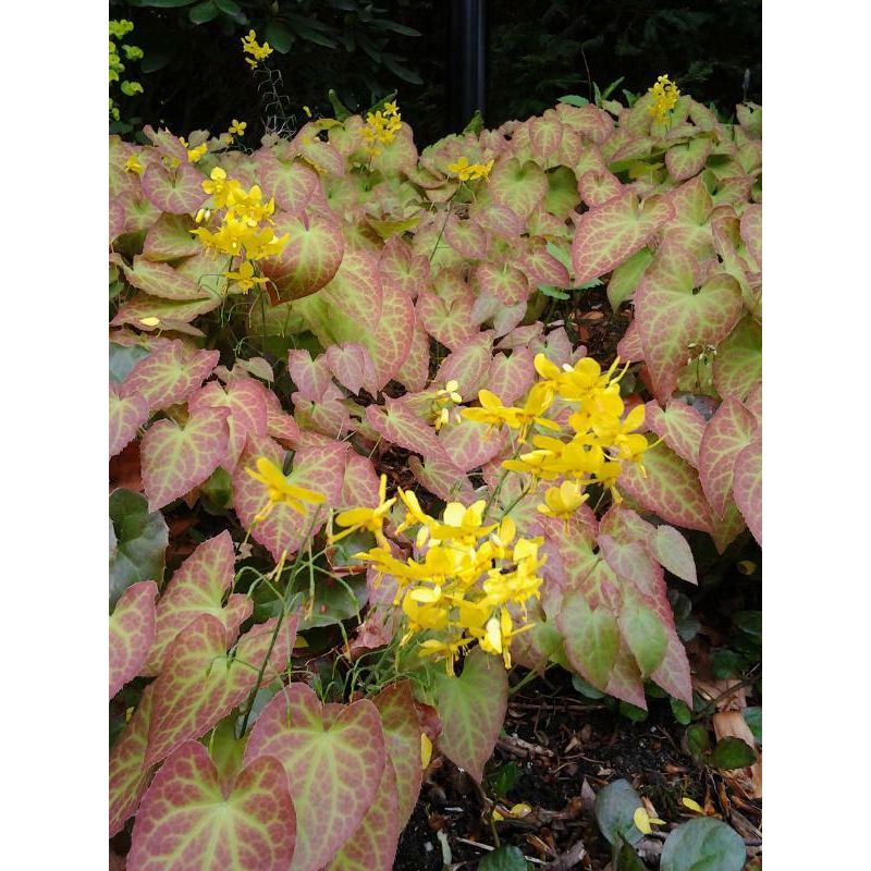 Epimedium Frohnleiten - 6 stuks