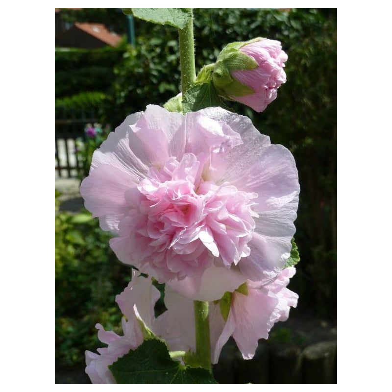 Alcea Charter's Rosa - 6 stuks