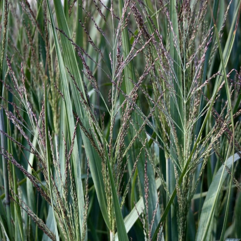 Panicum Dallas Blues - 6 stuks