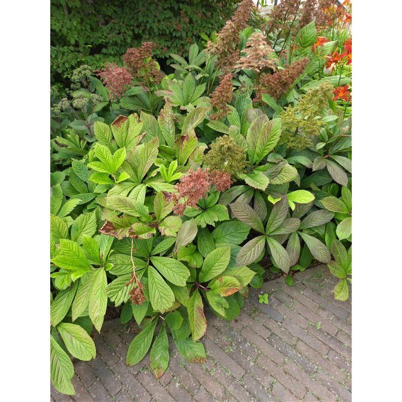 Rodgersia aesculifolia - 6 stuks