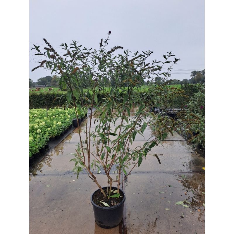 Buddleja Royal Red