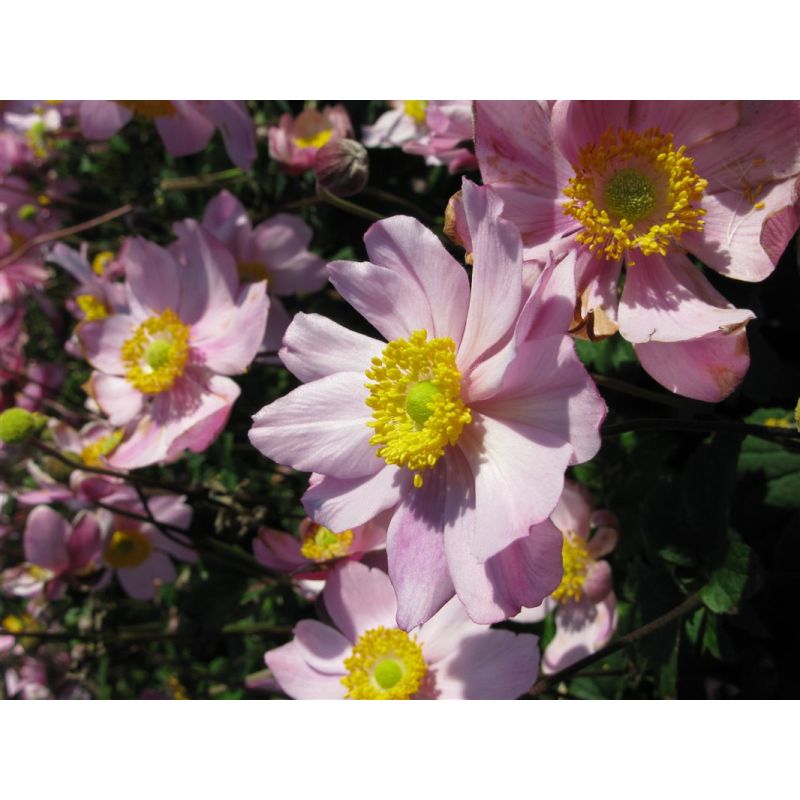 Anemone September Charm - 6 stuks