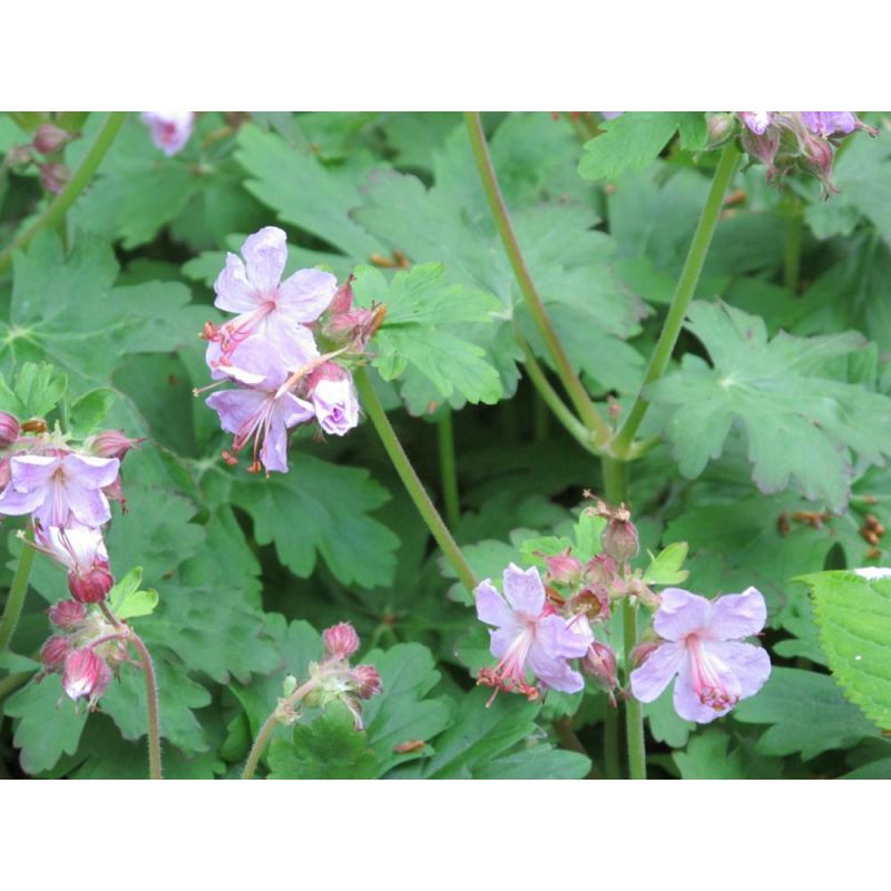 Geranium Spessart - 6 stuks