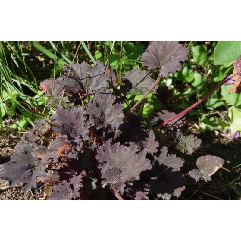 Heuchera Binoche - 6 stuks