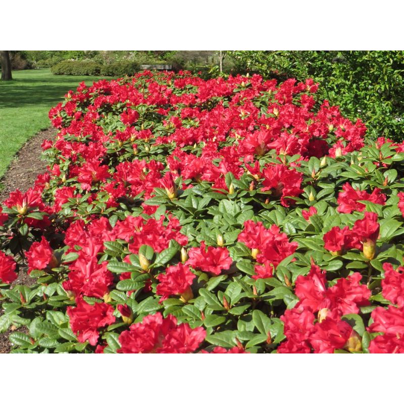 Rhododendron Scarlet Wonder