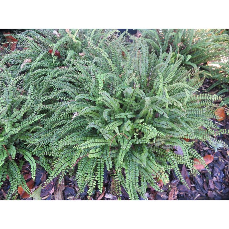 Asplenium trichomanes - 6 stuks