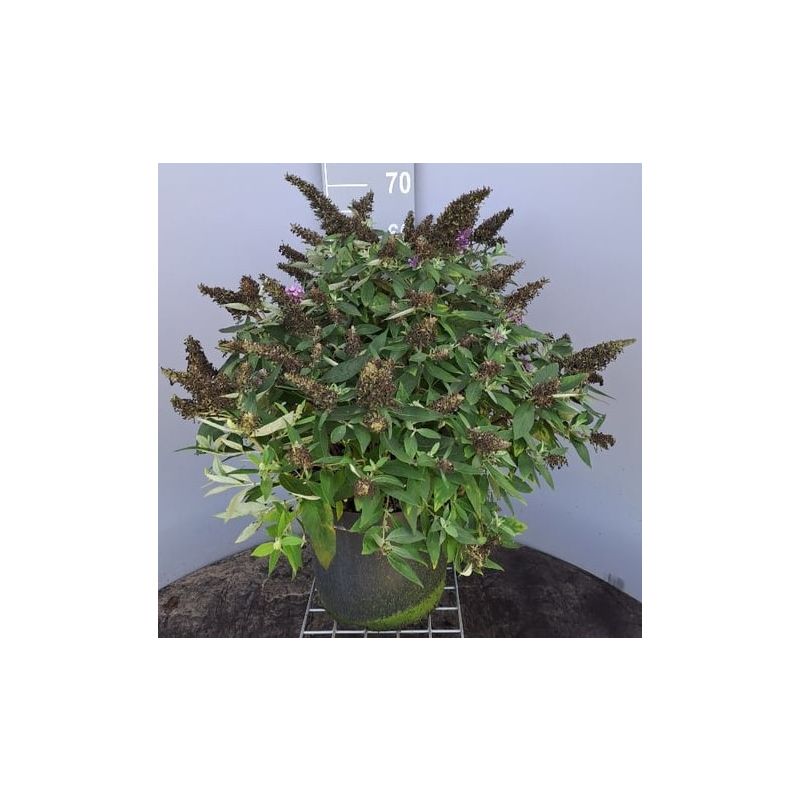 Buddleja Lila Sweetheart