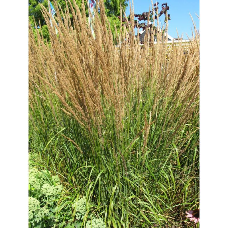 Calamagrostis Karl Foerster - 6 stuks