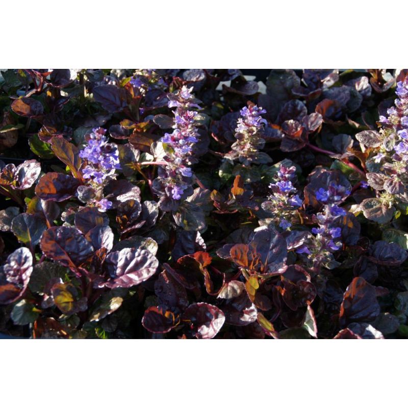 Ajuga Black Scallop - 6 stuks