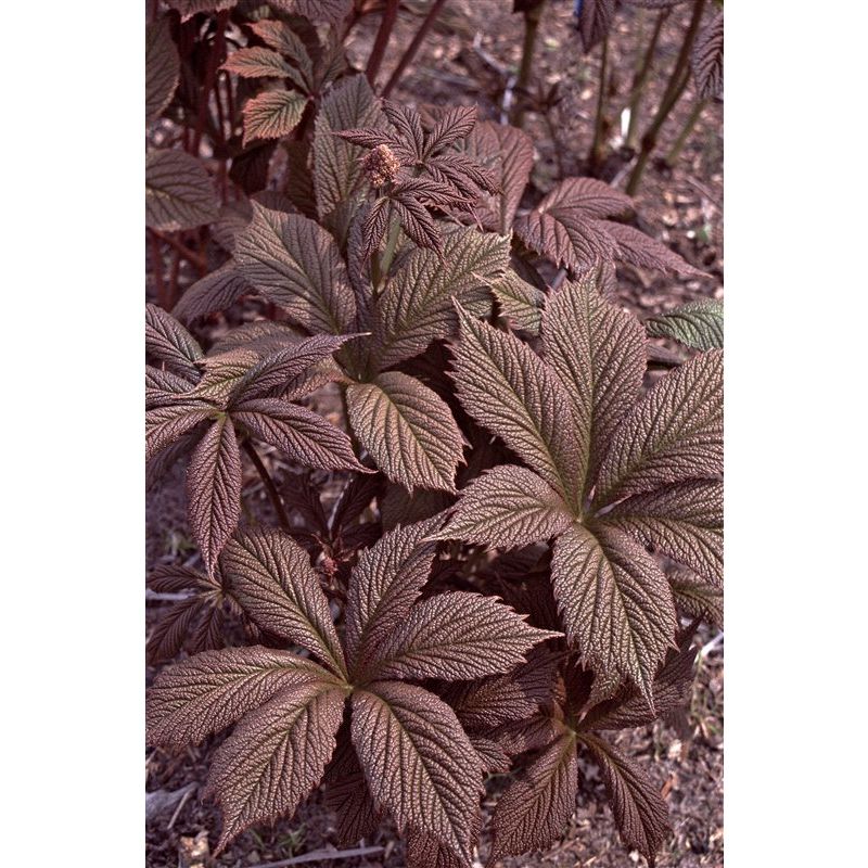 Rodgersia Chocolate Wings - 6 stuks