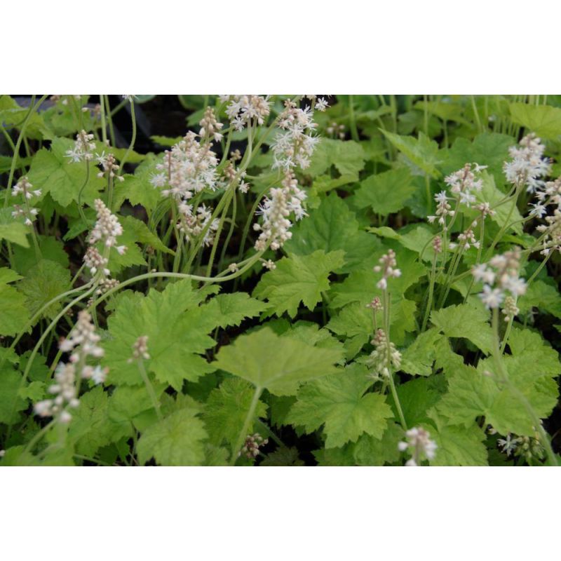 Tiarella cordifolia - 6 stuks