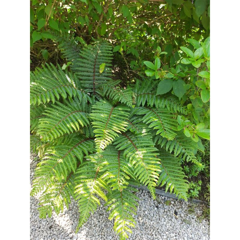 Dryopteris erythrosora - 6 stuks