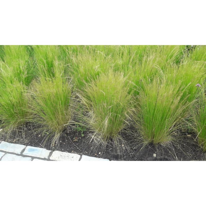 Stipa Ponytails - 6 stuks