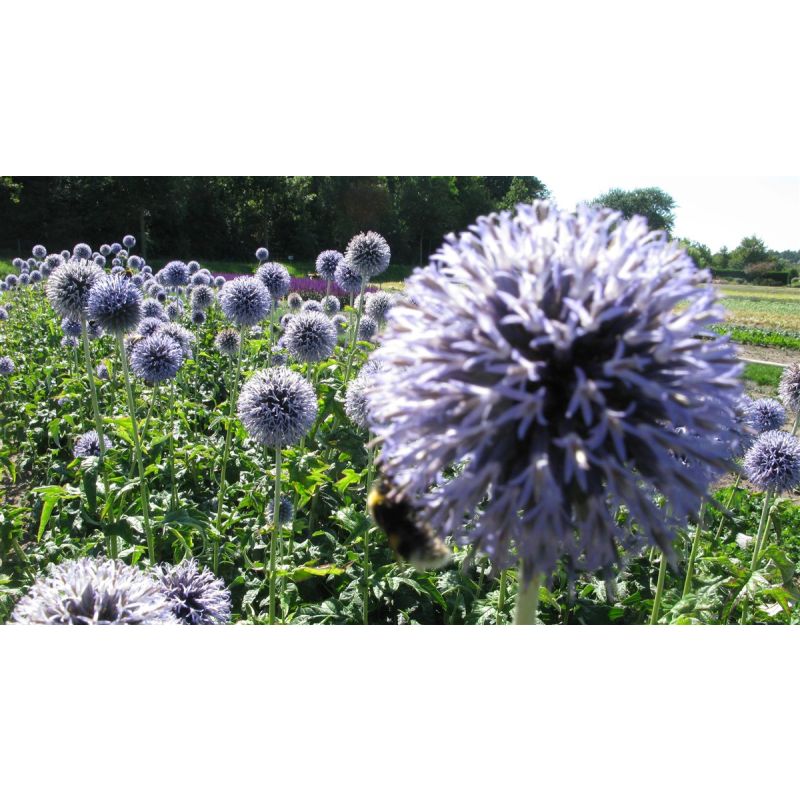 Echinops Taplow Blue - 6 stuks