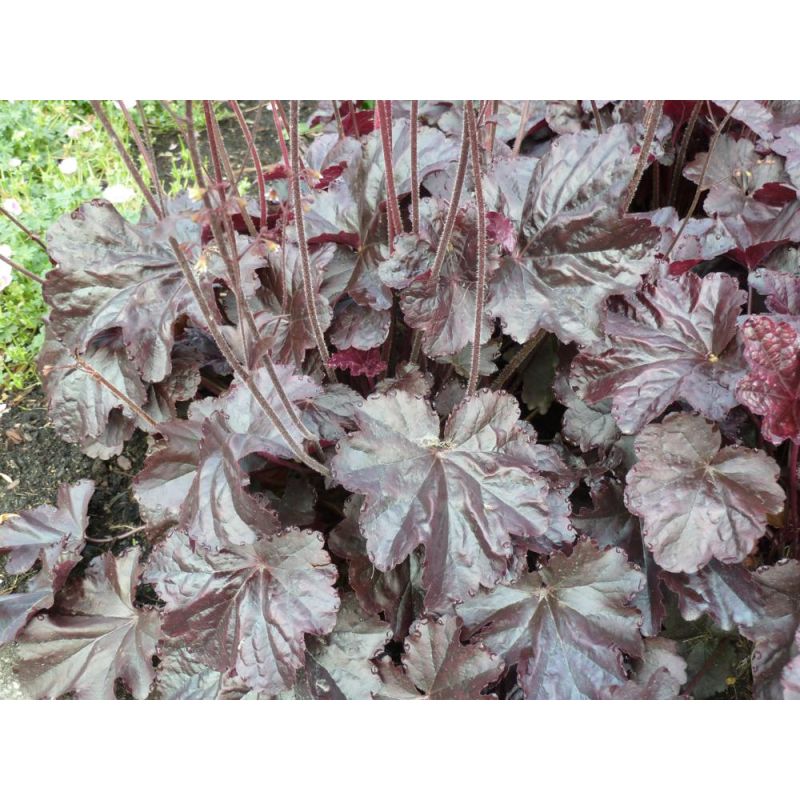 Heuchera Obsidian - 6 stuks