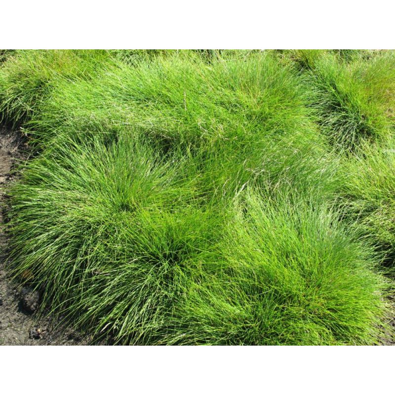 Festuca ovina - 6 stuks