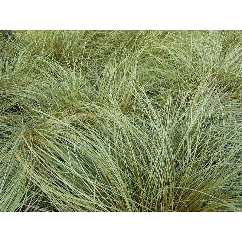 Carex Bronze Form - 6 stuks