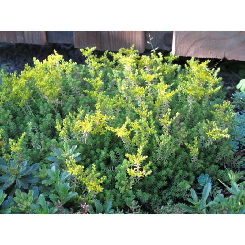 Sedum sexangulare - 6 stuks