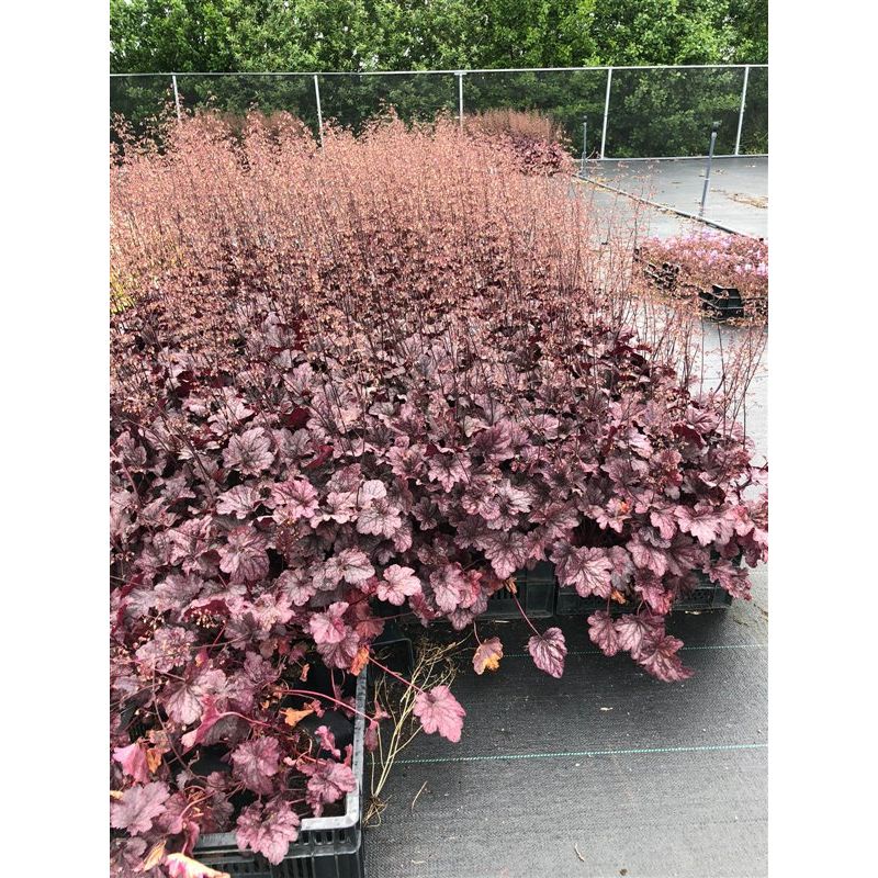 Heuchera Plum Pudding - 6 stuks