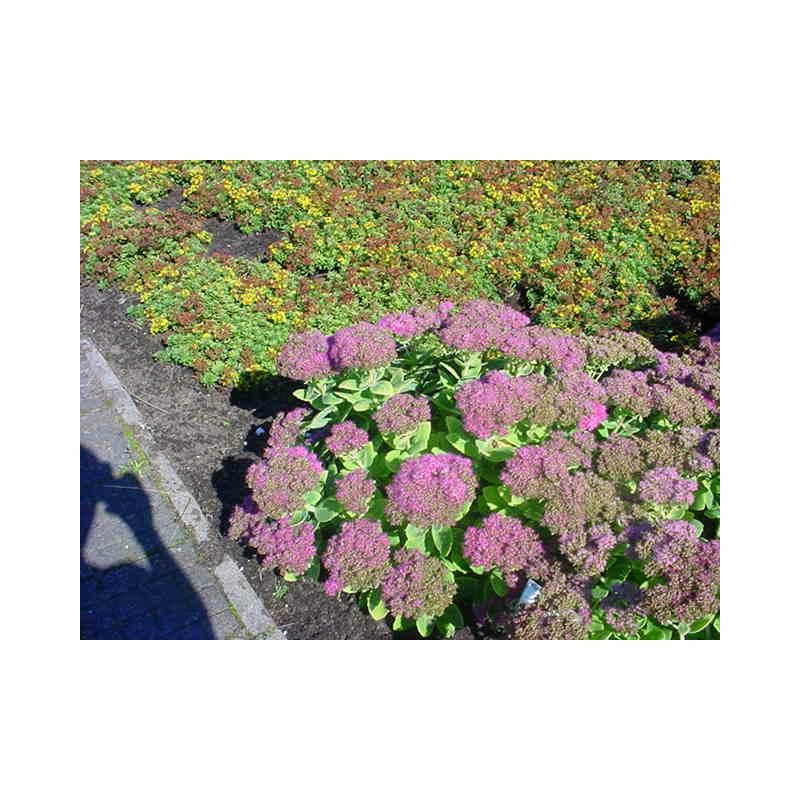 Sedum Brillant - 6 stuks