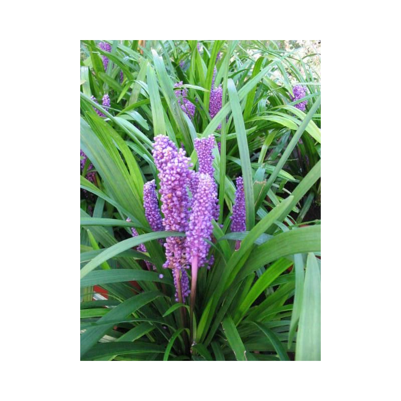 Liriope Big Blue - 6 stuks