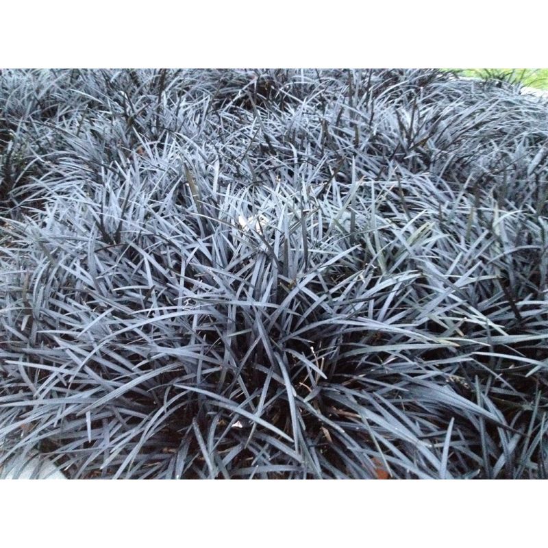 Ophiopogon Niger - 6 stuks