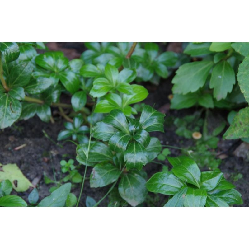 Pachysandra Green Sheen - 6 stuks