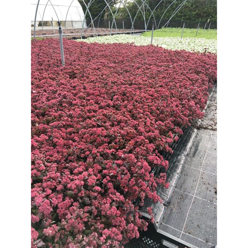 Sedum Purple Emperor - 6 stuks