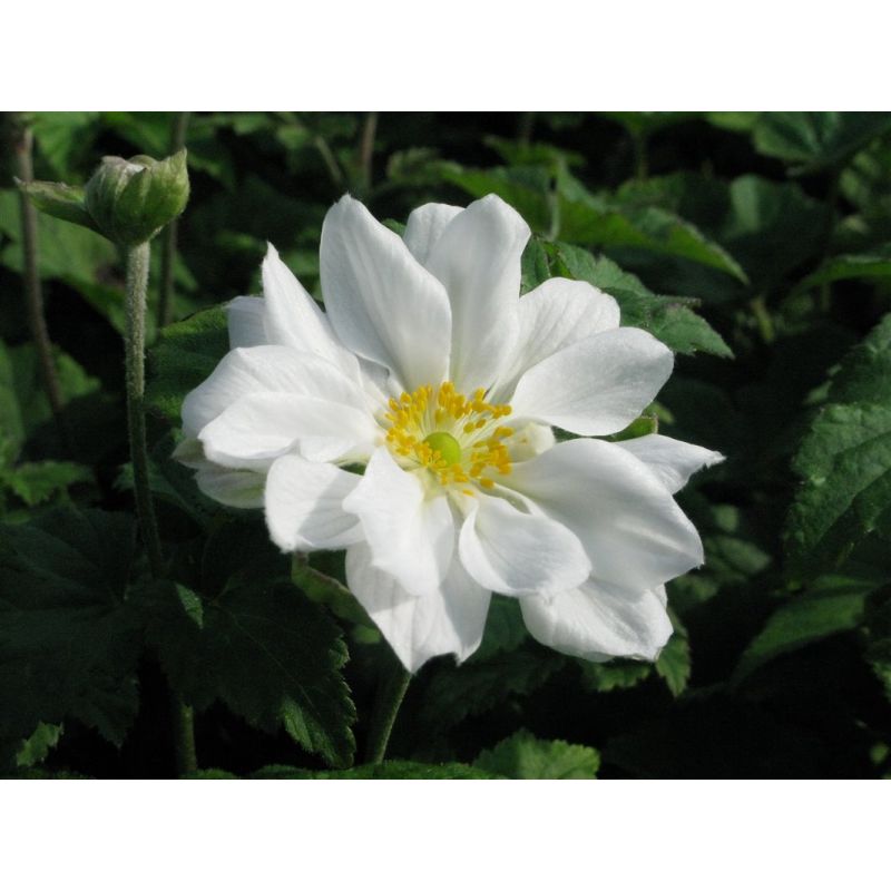 Anemone hybride Whirlwind - 6 stuks