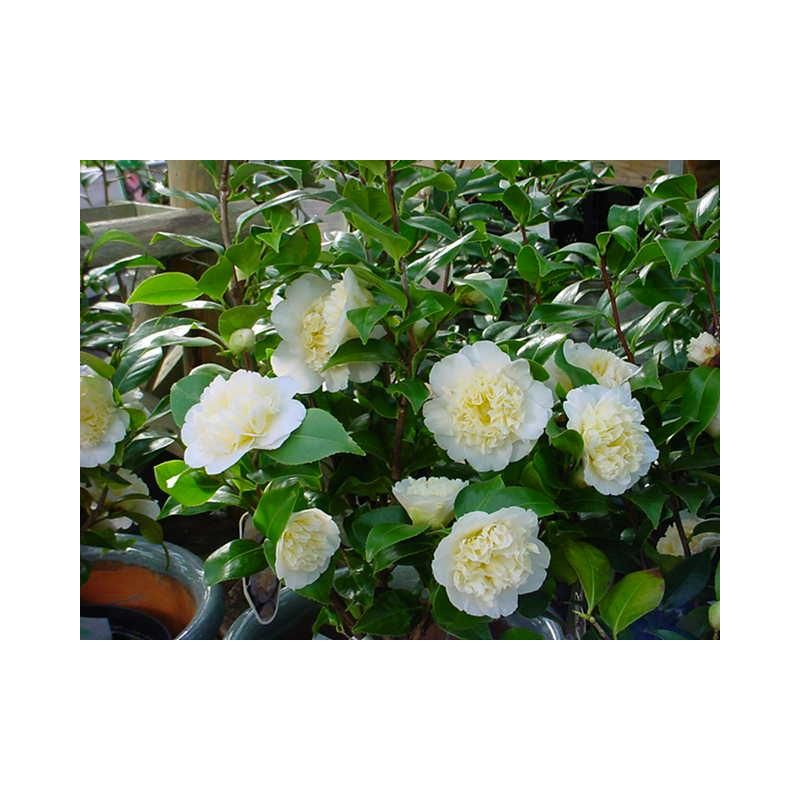 Camellia japonica wit