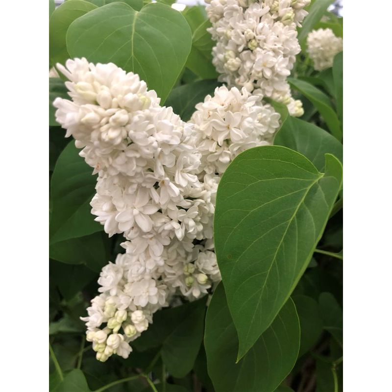 Syringa Mme Lemoine