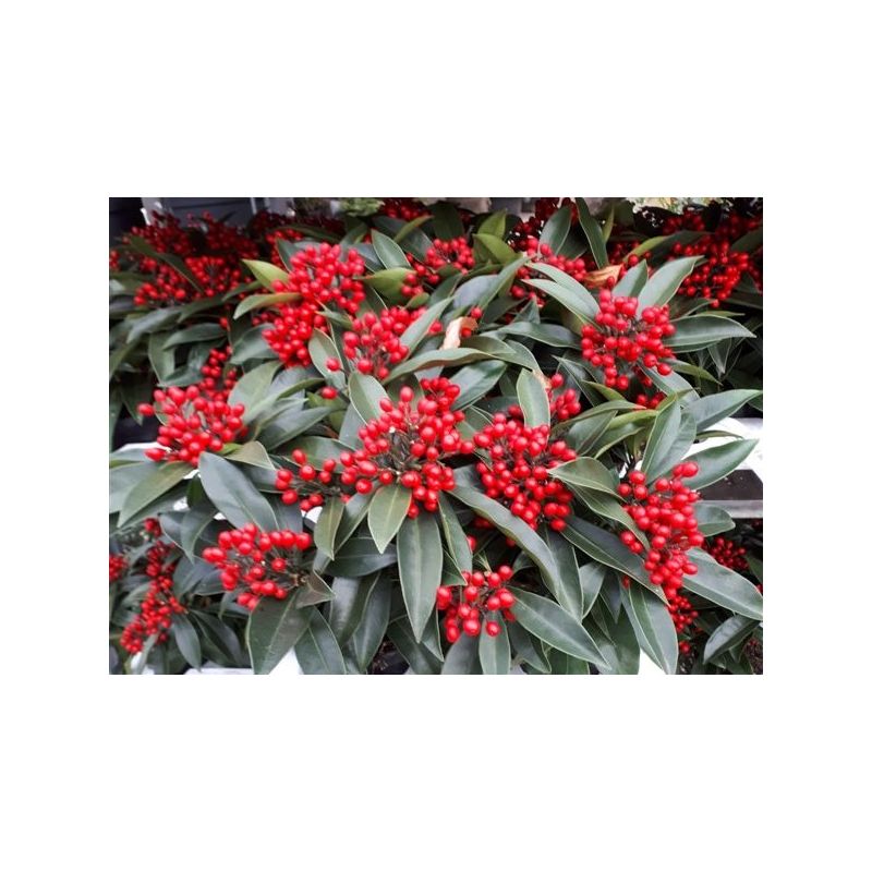 Skimmia reevesiana