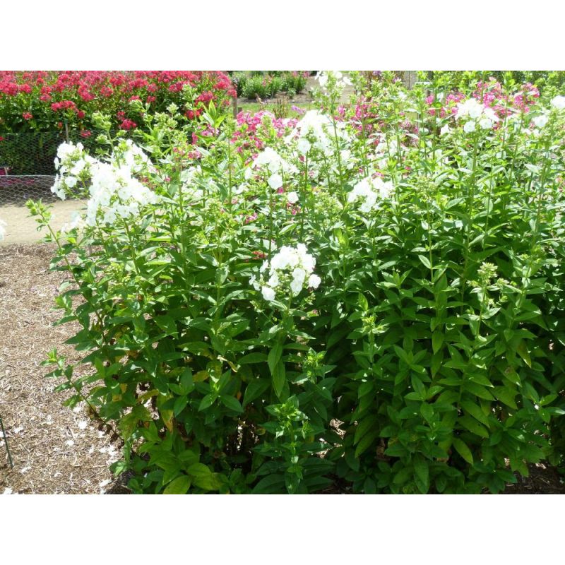 Phlox White Admiral - 6 stuks