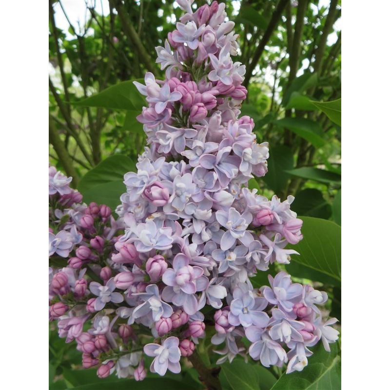 Syringa Katherine Havemeyer