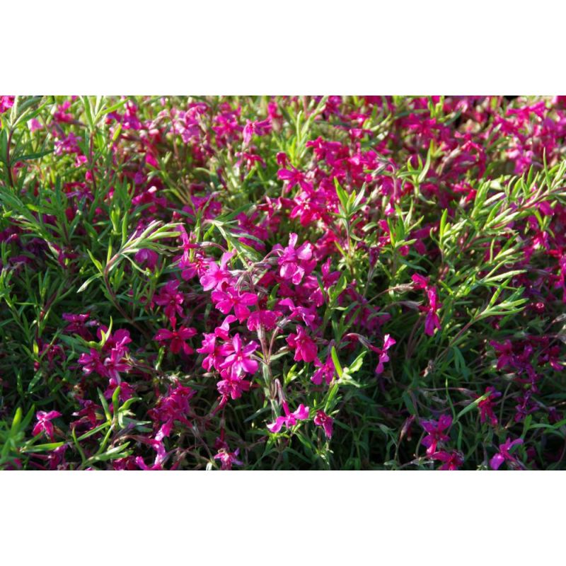 Phlox Atropurpurea - 6 stuks