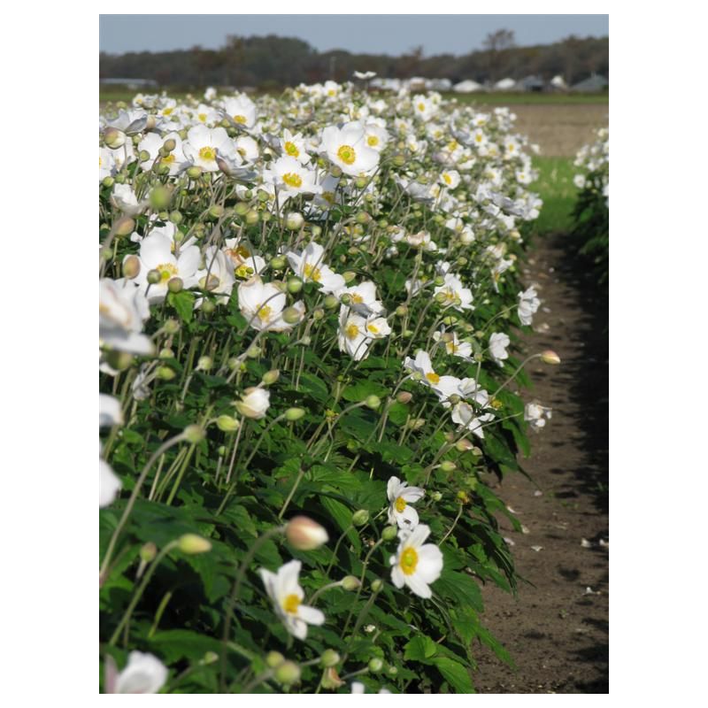 Anemone Honorine Jobert - 6 stuks