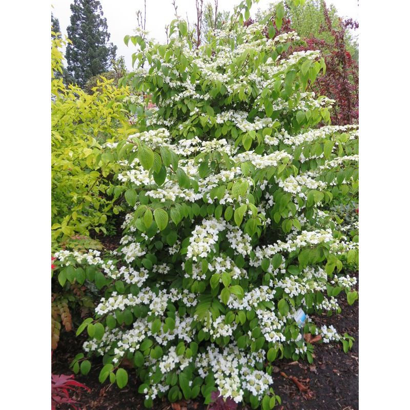 Viburnum Kilimandjaro